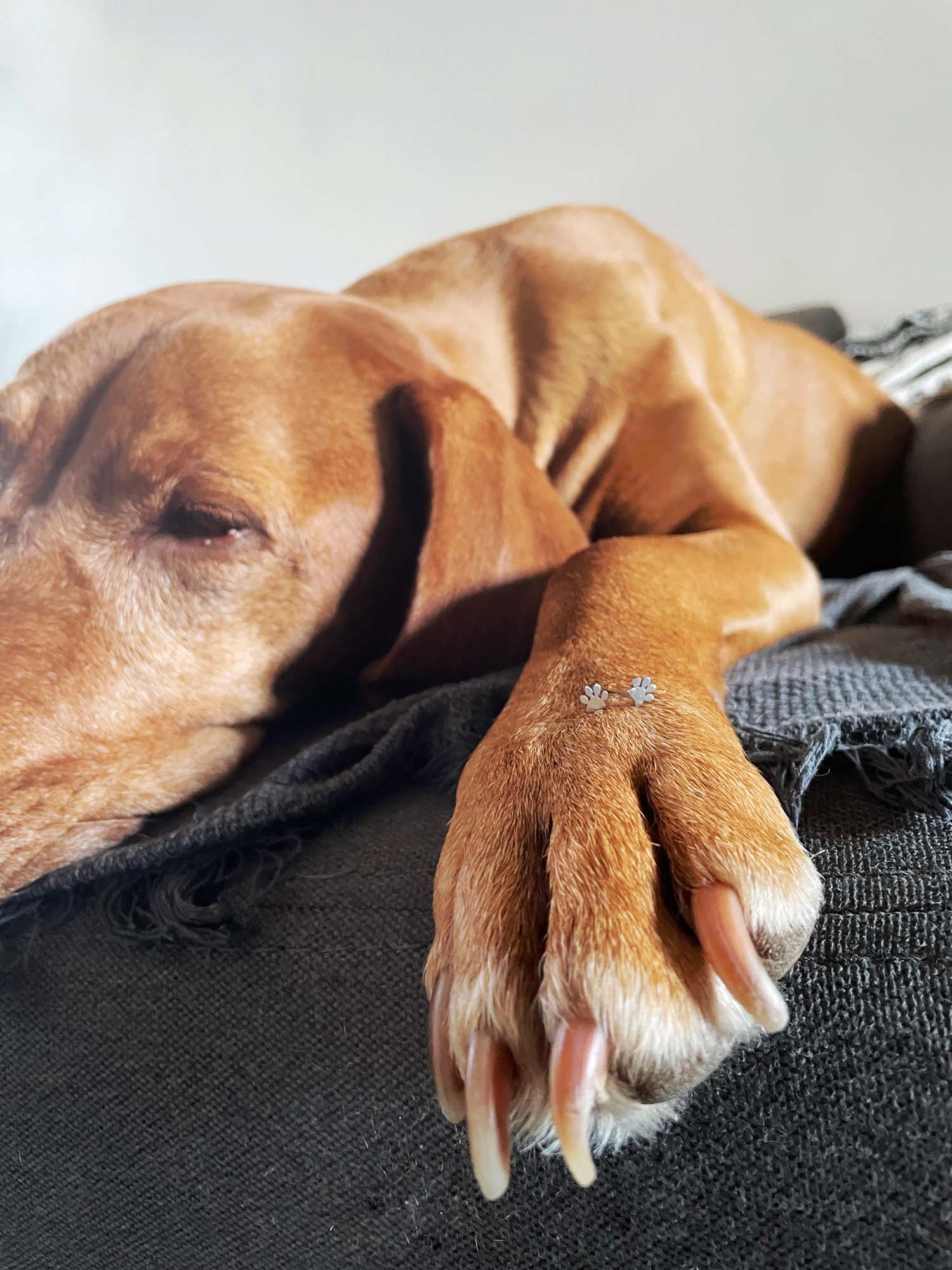 INTIMITY Náušnice TLAPKY