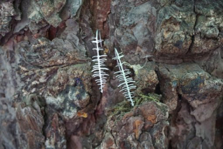 INTIMITY Náušnice TREE