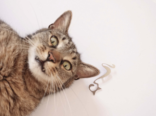 INTIMITY Brož CAT